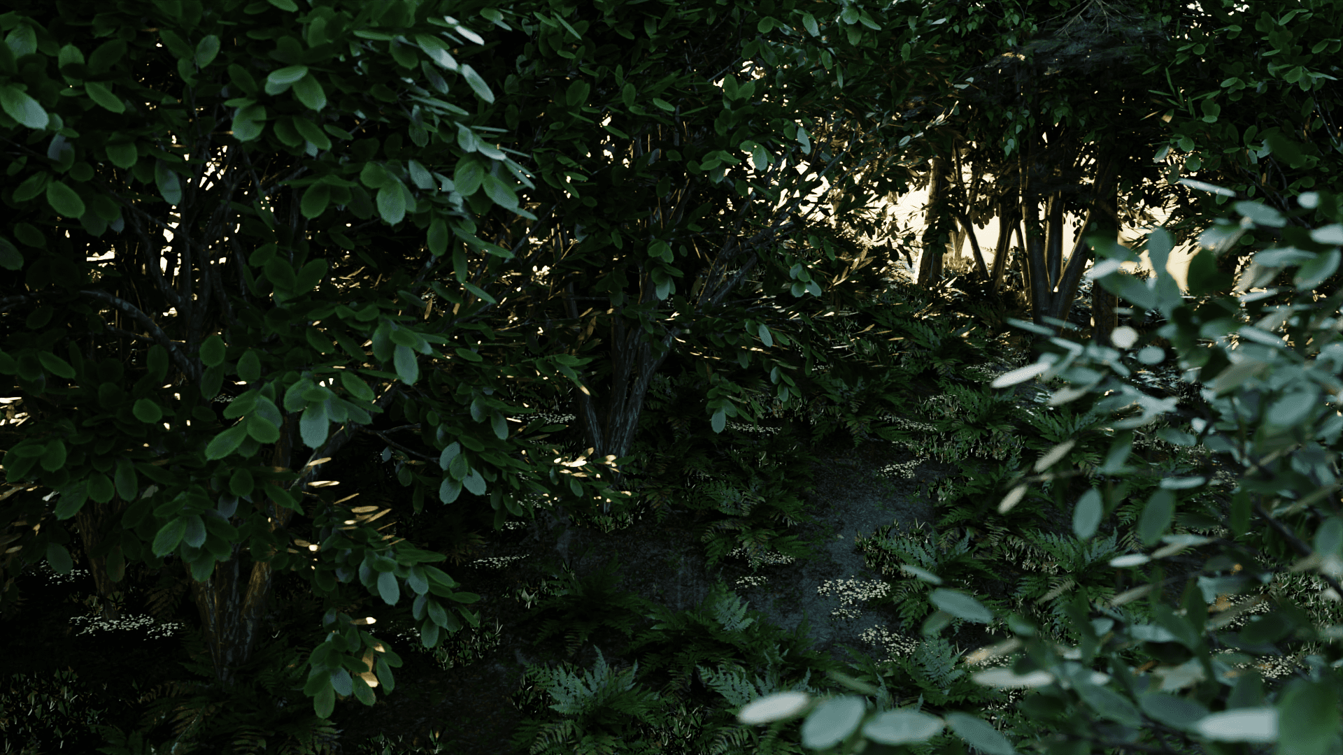 forest 1